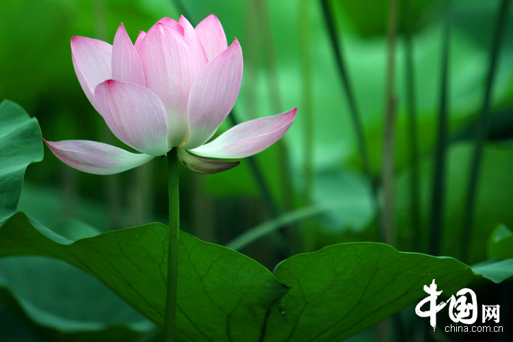 Bellas flores de loto en el parque Yuanmingyuan 12