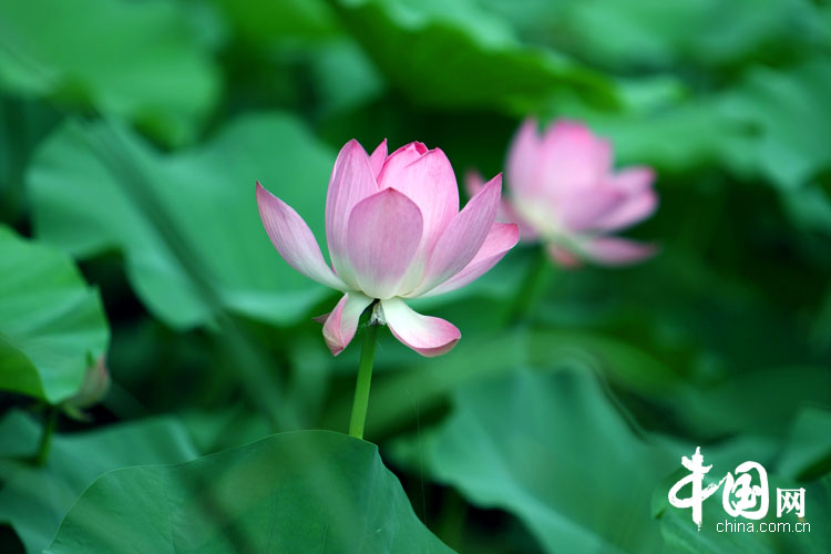 Bellas flores de loto en el parque Yuanmingyuan 13