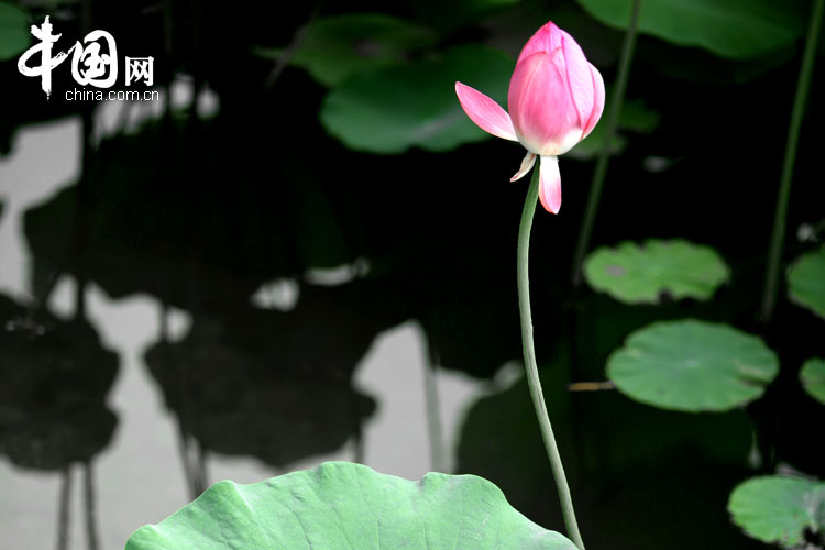 Bellas flores de loto en el parque Yuanmingyuan 14