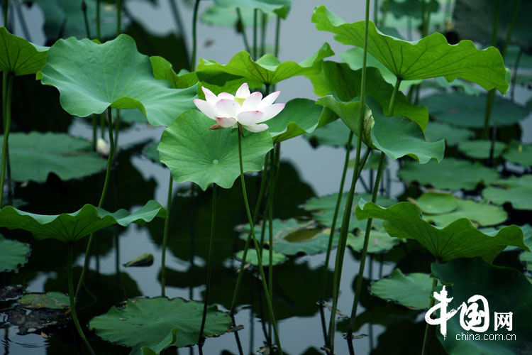 Bellas flores de loto en el parque Yuanmingyuan 17