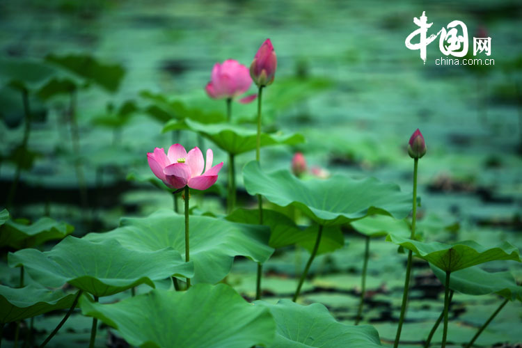 Bellas flores de loto en el parque Yuanmingyuan 20