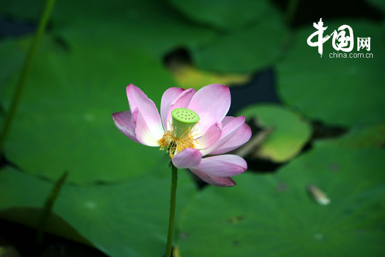 Bellas flores de loto en el parque Yuanmingyuan 22