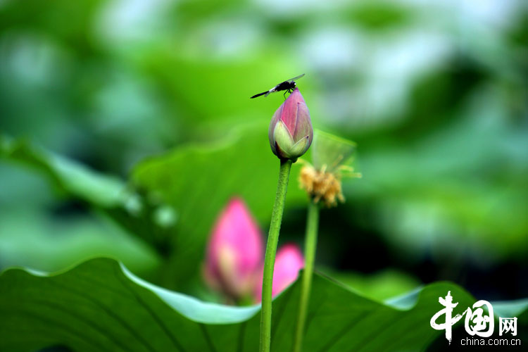 Bellas flores de loto en el parque Yuanmingyuan 23