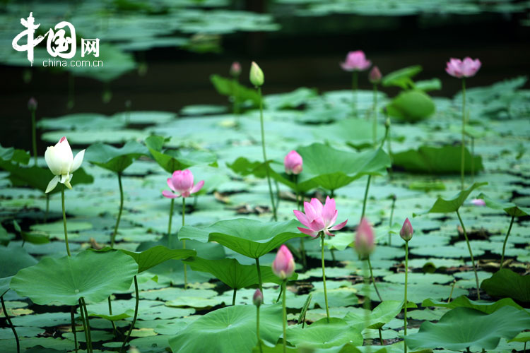 Bellas flores de loto en el parque Yuanmingyuan 24