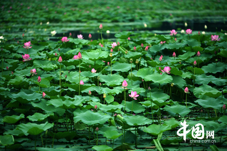 Bellas flores de loto en el parque Yuanmingyuan 25