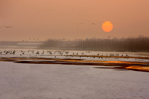 Cisnes en el Lago Shengtian, Shanxi 1