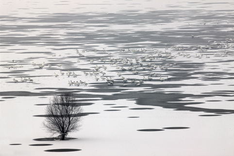 Cisnes en el Lago Shengtian, Shanxi 3