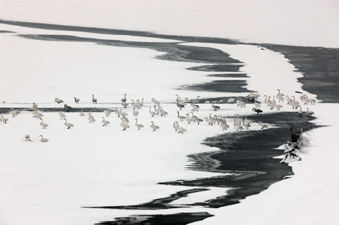 Cisnes en el Lago Shengtian, Shanxi 4