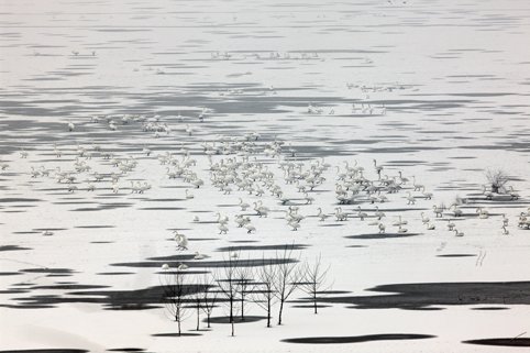 Cisnes en el Lago Shengtian, Shanxi 5