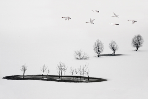 Cisnes en el Lago Shengtian, Shanxi 6
