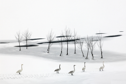 Cisnes en el Lago Shengtian, Shanxi 7