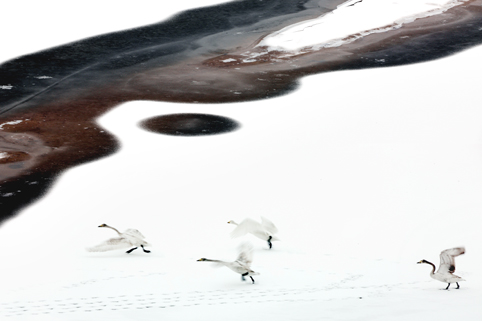 Cisnes en el Lago Shengtian, Shanxi 14