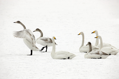 Cisnes en el Lago Shengtian, Shanxi 15