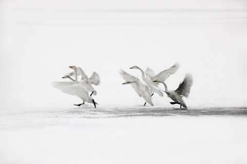 Cisnes en el Lago Shengtian, Shanxi 16