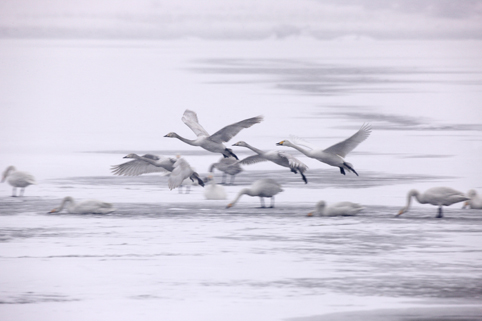 Cisnes en el Lago Shengtian, Shanxi 17