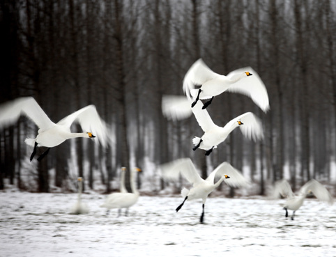 Cisnes en el Lago Shengtian, Shanxi 18