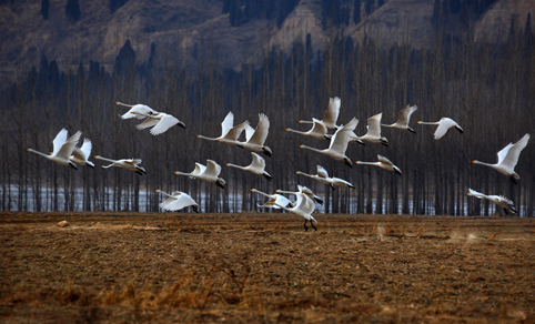 Cisnes en el Lago Shengtian, Shanxi 19