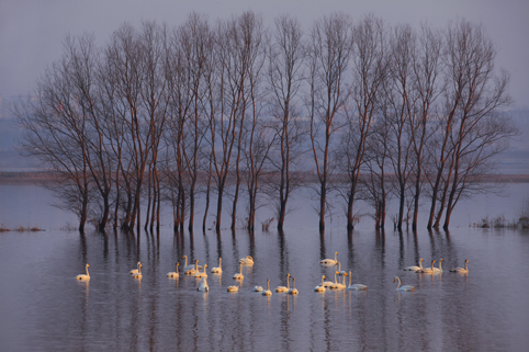 Cisnes en el Lago Shengtian, Shanxi 20