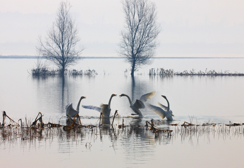 Cisnes en el Lago Shengtian, Shanxi 21