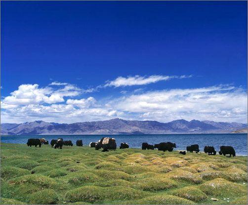 Lago de Qinghai2
