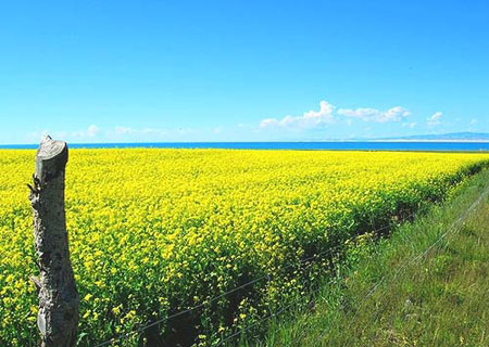 Lago de Qinghai3