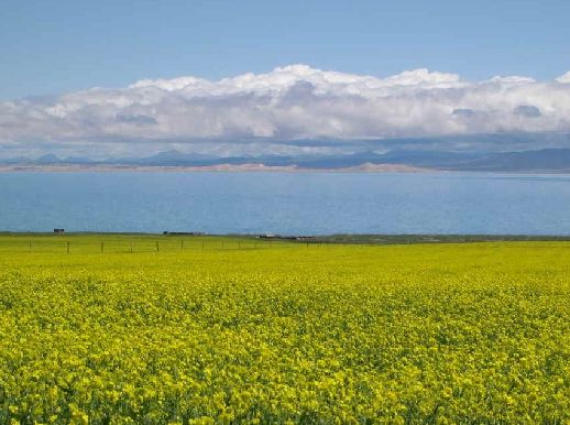 Lago de Qinghai4