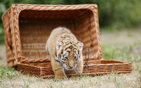 Cachorro de tigre siberian se presenta en Berlín3