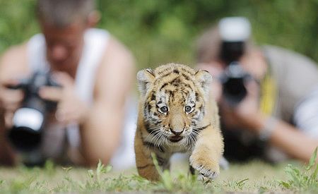 Cachorro de tigre siberian se presenta en Berlín4