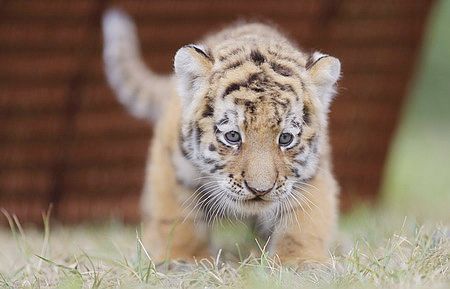 Cachorro de tigre siberian se presenta en Berlín5