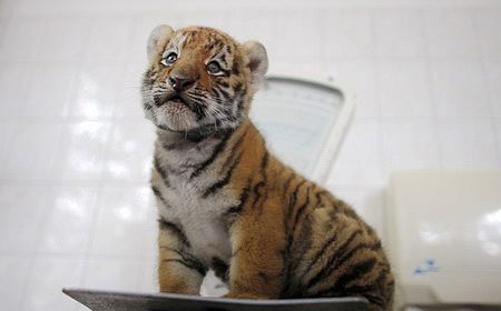 Cachorro de tigre siberian se presenta en Berlín6