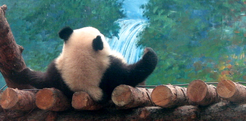 Pandas Olímpicos: el aspecto gracioso 1