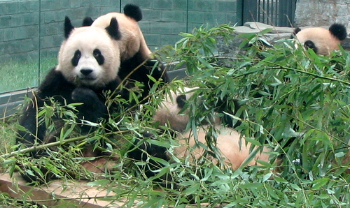 Pandas Olímpicos: el aspecto gracioso 2