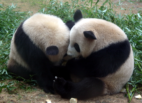 Pandas Olímpicos: el aspecto gracioso 3