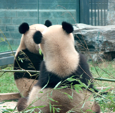 Pandas Olímpicos: el aspecto gracioso 4