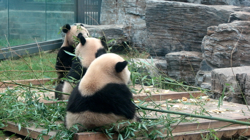 Pandas Olímpicos: el aspecto gracioso 5