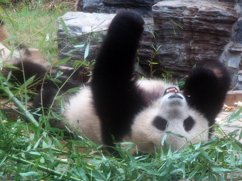 Pandas Olímpicos: el aspecto gracioso 6