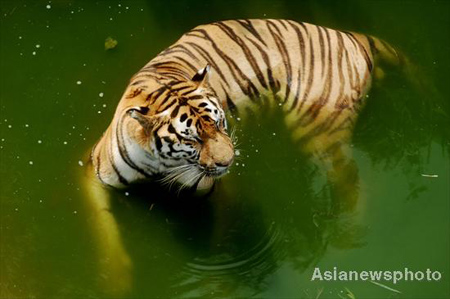 Animales en zoo se refrescan 3