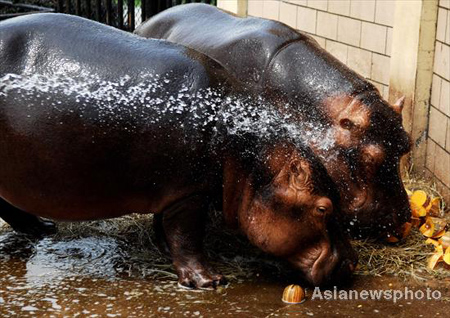 Animales en zoo se refrescan 6