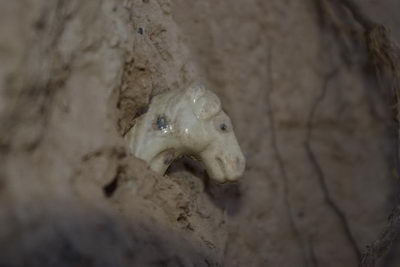 Se descubre escultura con forma de cabeza de caballo en Gansu 1
