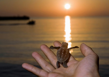 Bebés de tortuga se pierden en su camino al mar 1