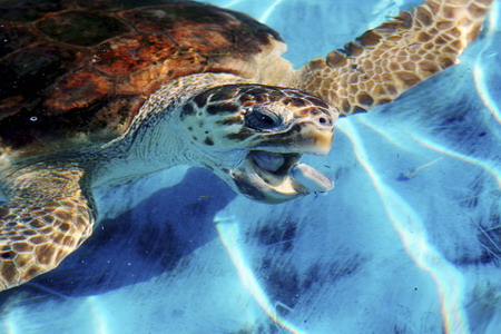 tortugas de mar. Una tortuga de mar está siendo