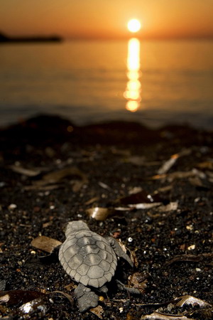 Una tortuga de mar recién 2011