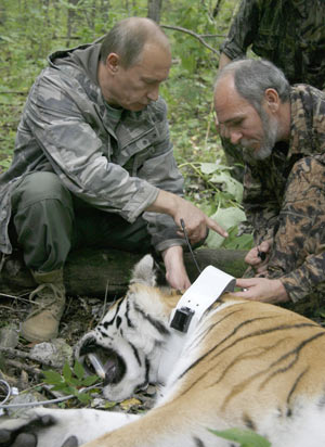 Putin salva a equipo de televisión de un tigre Siberiano 1