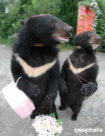 Monos, osos se casan en ceremonia especial 2