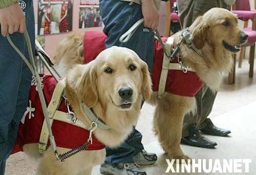 Beijing 2008: Oficial del CPI elogia tratamiento de perros guías en las Paralimpiadas de Beijing 1