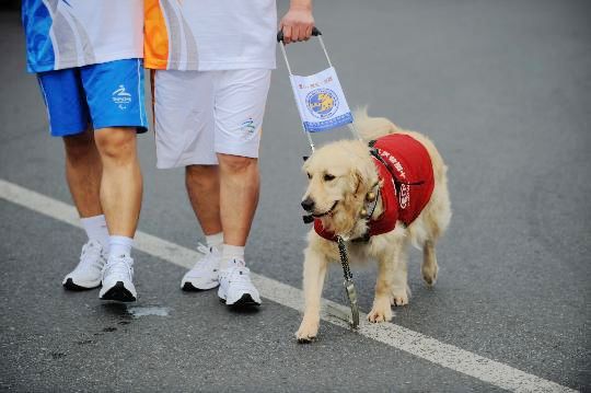 Beijing 2008: Oficial del CPI elogia tratamiento de perros guías en las Paralimpiadas de Beijing 3