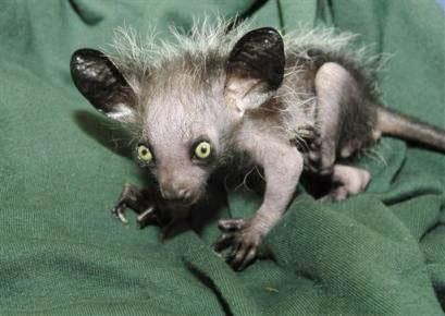 Aye-aye, animal más feo del mundo2