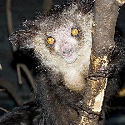 Aye-aye, animal más feo del mundo3