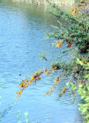 Río Amarillo presenta el otoño en Qinghai6