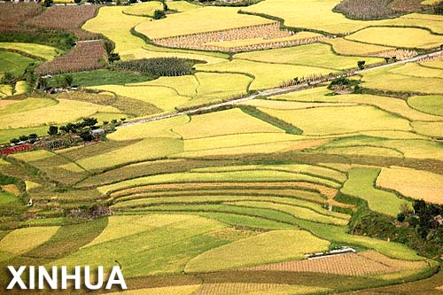 Bellos paisajes de cosecha en la provincia de Guizhou1